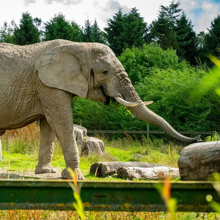 An elephant walking around the Blair Drummond Safari Park