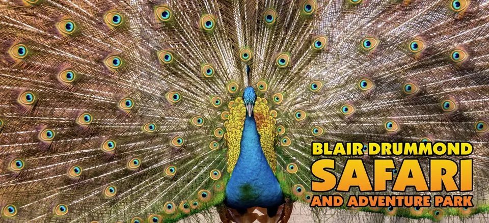 A peacock with its blue neck and bright green and gold feathers taking over the full screen, with the ad displaying 'Blair Drummond Safari Park' text.