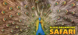 A peacock with its blue neck and bright green and gold feathers taking over the full screen, with the ad displaying 'Blair Drummond Safari Park' text.