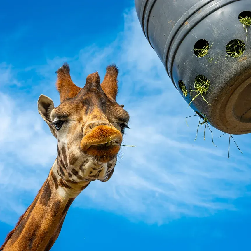 A giraffe reaching for a hay feeder against a blue sky at Blair Drummond Safari Park