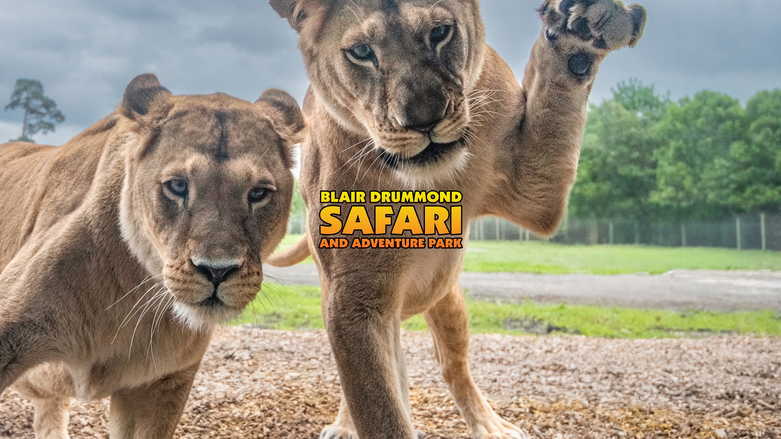 Two lionesses at the glass, one pawing it, with the Blair Drummond Safari and Adventure Park logo