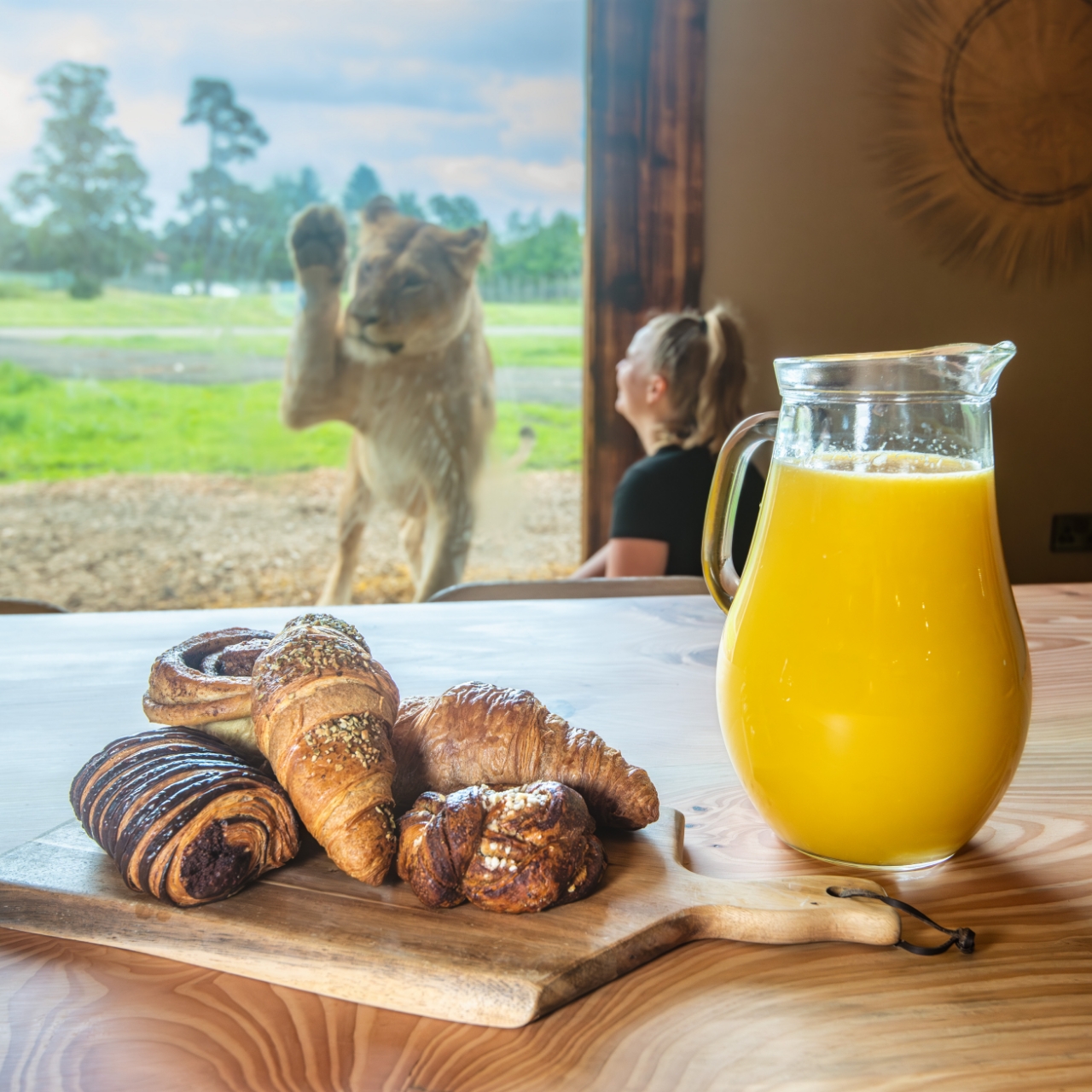 Breakfast of pastries and orange juice by a window, with a lioness standing up against the glass outside
