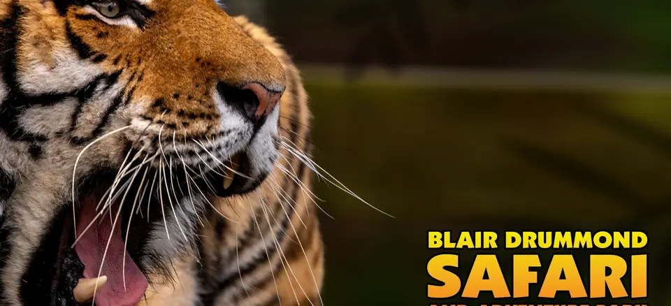 Close-up of a roaring tiger with the Blair Drummond Safari and Adventure Park logo