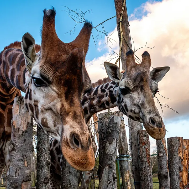 Two giraffes leaning over a wooden fence at Blair Drummond Safari Park