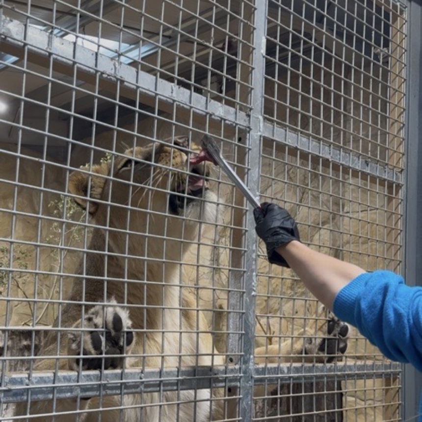 A keeper feeding a lioness through the bars with long tongs