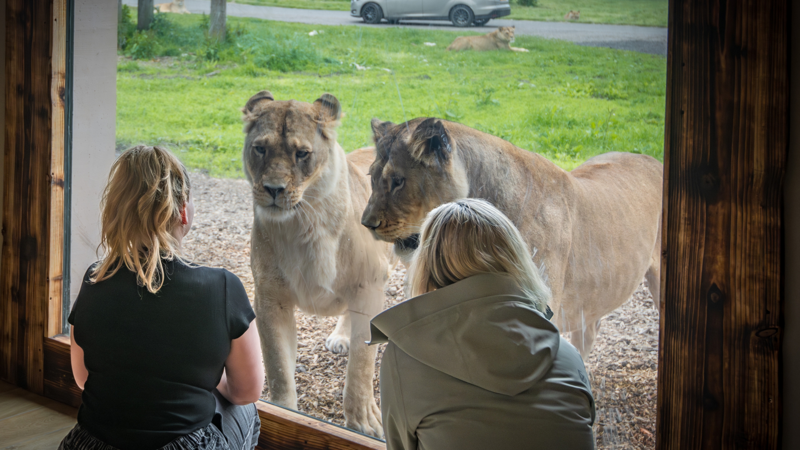 Two visitors watching lionesses through the window of the Lion's Den lodge