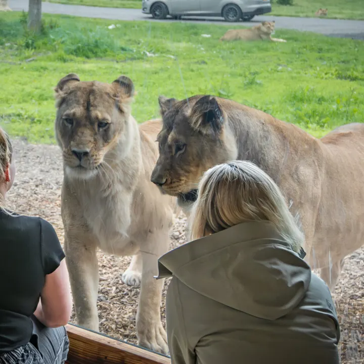 Two visitors watching lionesses through the window of the Lion's Den lodge