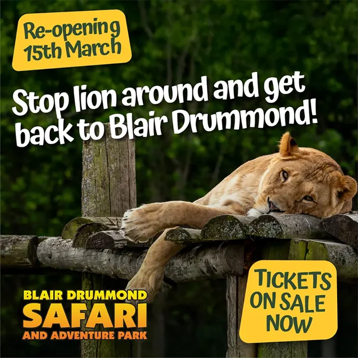 A Blair Drummond advertisement showing a female lion lying down, with the text 'Stop Lion About And Get Back To Blair Drummond!', promoting the re-opening on the 15th March